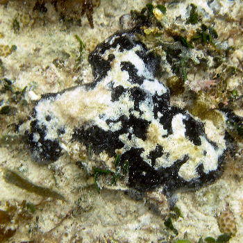 aaptos_pernucleata_in_situ2.jpg