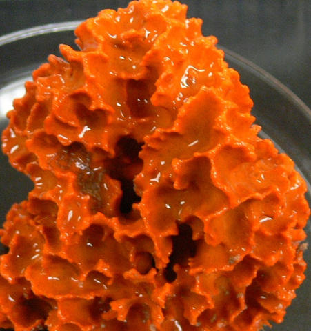 axinella_29a_p1120524_0.jpg