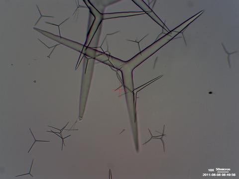 p10x28_spicules_10x_3.jpg